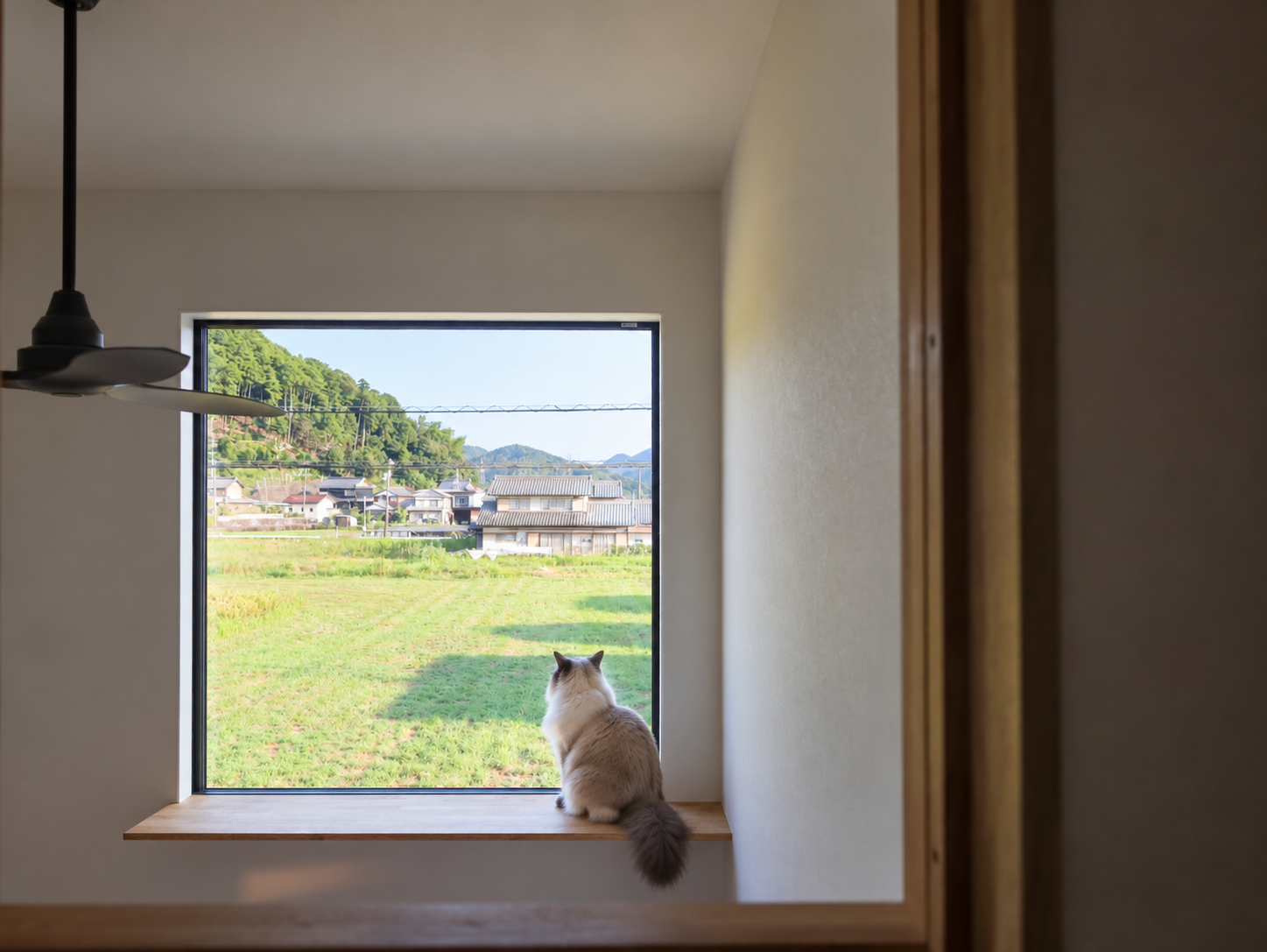 ねこ